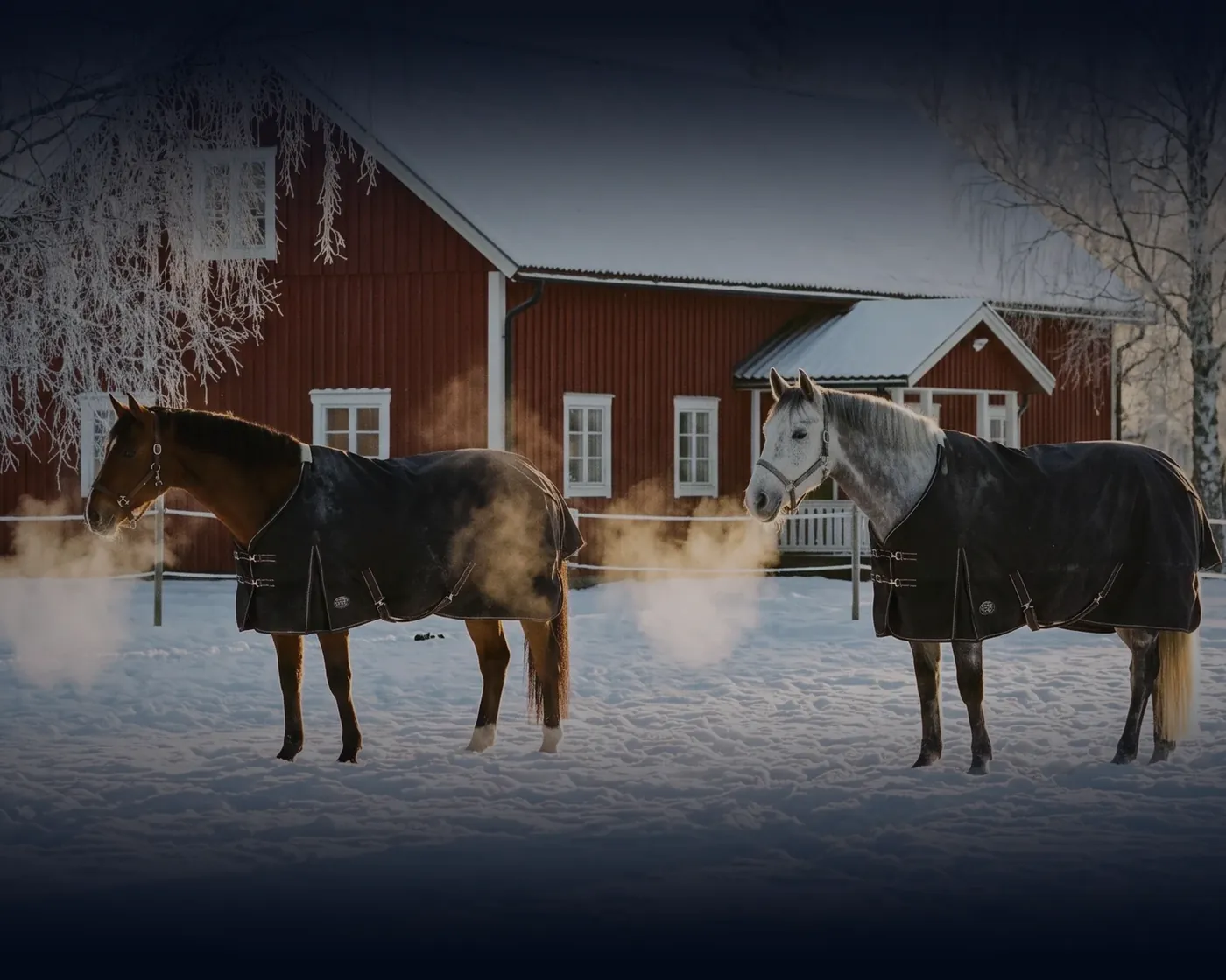 Two horses in rugs in the snow in front of a red stable